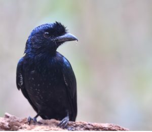 Greater Racket-tailed Drongo, 大盘尾, Dicrurus paradiseus-gallery-18