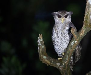 Barred Eagle Owl, 马来雕鸮, Bubo sumatranus-gallery-15