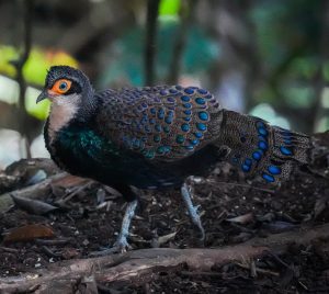 Bornean Peacock-Pheasant, 加里曼丹孔雀雉, Polyplectron schleiermacheri-gallery-12