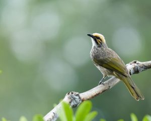 Straw-headed Bulbul, 黄冠鹎, Pycnonotus zeylanicus-gallery-10