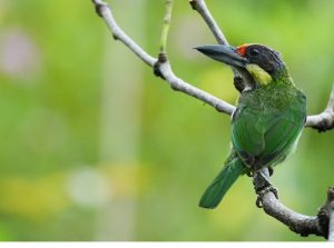 Golden-whiskered Barbet, 金须拟䴕, Psilopogon chrysopogon-gallery-8