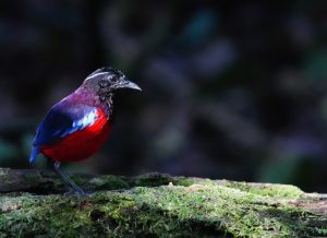 Black-crowned Pitta, 黑头八色鸫, Erythropitta ussheri-gallery-26