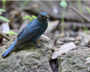 Asian Fairy Bluebird, 和平鸟, Irena puella-gallery-4