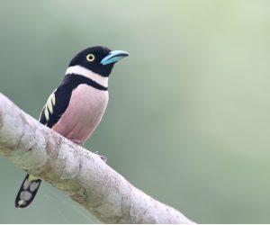 Black-and-Yellow Broadbill, 黑黄阔嘴鸟, Eurylaimus ochromalus-gallery-2