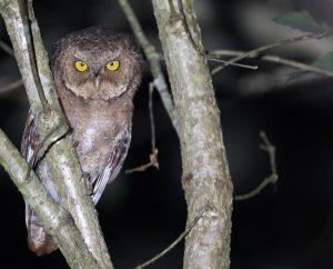 Mountain Scops Owl, 黄嘴角鸮, Otus spilocephalus-gallery-16