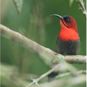 Crimson Sunbird, 黄腰太阳鸟, Aethopyga siparaja-gallery-1
