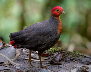 Crimson-headed Partridge, 红头林鹧鸪, Haematortyx sanguiniceps-gallery-31