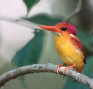 Rufous-backed Kingfisher, 三趾翠鸟, Ceyx erithaca-gallery-6