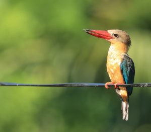 Stork-billed Kingfisher, 鹳嘴翡翠, Pelargopsis capensis-gallery-9