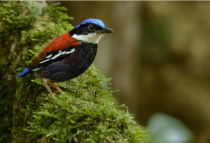Blue-headed Pitta, 蓝头八色鸫, Hydrornis baudii-gallery-28