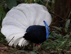 Bulwer’s Pheasant, 鳞背鹇, Lophura bulweri-gallery-17