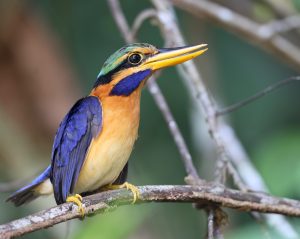 Rufous-collared Kingfisher, 栗领翡翠, Actenoides concretus-gallery-5
