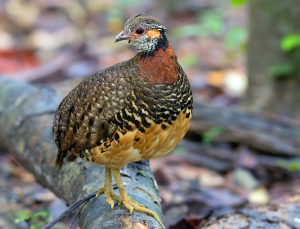 Chestnut-necklaced Partridge, 栗胸山鹧鸪, Tropicoperdix charltonii-gallery-23