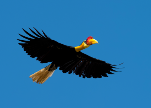 Wrinked Hornbill, 皱盔犀鸟, Rhabdotorrhinus corrugatus-gallery-30