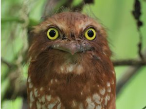 Sumatran Frogmouth, 苍头蟆口鸱, Batrachostomus poliolophus-gallery-4