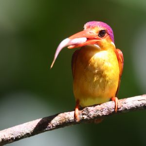 Rufous-backed Dwarf Kingfisher, 三趾翠鸟, Ceyx erithaca-gallery-1