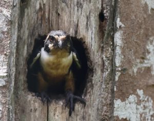 Black-thighed Falconet, 黑腿小隼, Microhierax fringillarius-gallery-22