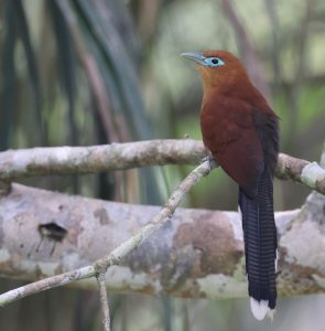 Raffles Malkoha, 棕胸地鹃, Rhinortha chlorophaea-gallery-23