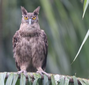 Dusky Eagle Owl, 乌雕鸮, Bubo coromandus-gallery-2