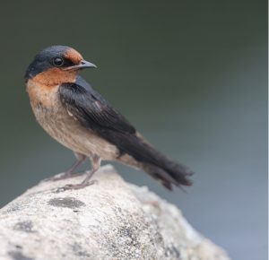 Pacific Swallow, 洋斑燕, Hirundo tahitica-gallery-0