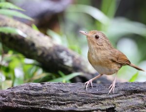 Buff-breasted Babbler, 棕胸雅鹛, Pellorneum tickelli-gallery-7