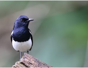 Oriental Magpie Robin, 鹊鸲, Copsychus saularis-gallery-8