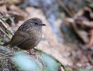 Streaked Wren-Babbler, 短尾鹪鹛, Napothera brevicaudata-gallery-12