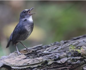 Lesser Shortwing, 白喉短翅鸫, Brachypteryx leucophris-gallery-13