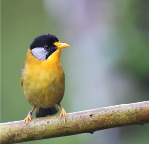 Silver-eared Mesia, 银耳相思鸟, Leiothrix argentauris-gallery-15