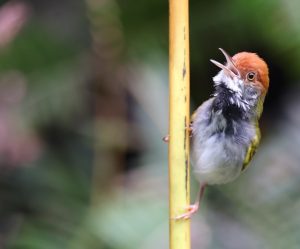Dark-necked Tailorbird, 黑喉缝叶莺, Orthotomus atrogularis-gallery-16