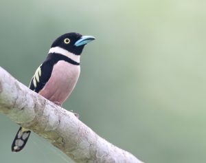 Black-and-Yellow Broadbill, 黑黄阔嘴鸟, Eurylaimus ochromalus-gallery-18