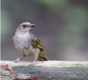 Olive-winged Bulbul, 橄榄褐鹎, Pycnonotus plumosus-gallery-19
