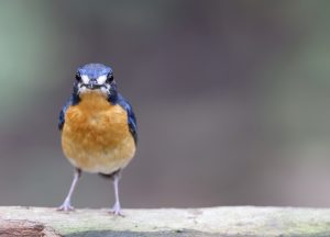 Mangrove Blue Flycatcher, 红树仙鹟, Cyornis rufigastra-gallery-20
