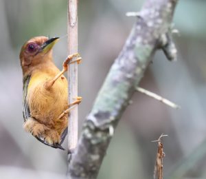 Rufous Piculet, 棕啄木鸟, Sasia abnormis-gallery-21