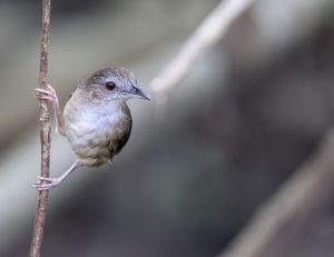 Abbott’s Babbler, 阿氏雅鹛, Malacocincla abbotti-gallery-6