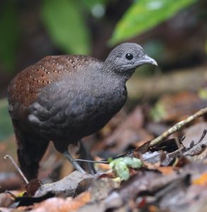 Mountain Peacock Pheasant, 山孔雀雉, Polyplectron inopinatum-gallery-4