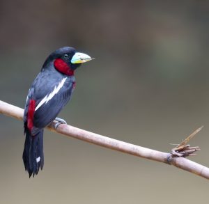 Black-and-Red Broadbill, 黑红阔嘴鸟, Cymbirhynchus macrorhynchos-gallery-3