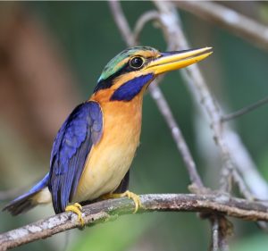 Rufous-collared Kingfisher, 栗领翡翠, Actenoides concretus-gallery-17