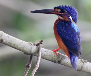 Blue-eared Kingfisher, 蓝耳翠鸟, Alcedo meninting-gallery-14