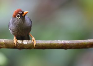Chestnut-capped Laughingthrush, 栗头噪鹛, Pterorhinus mitratus-gallery-25