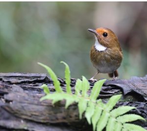 Rufous-browed Flycatcher, 棕眉姬鹟, Anthipes solitaris-gallery-10