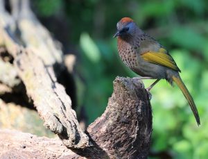 Malayan Laughingthrush, 马来噪鹛, Trochalopteron peninsulae-gallery-9