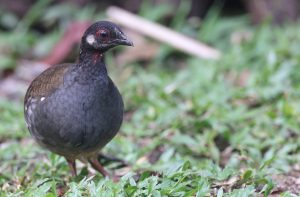Malayan Partridge, 砍氏山鹧鸪, Arborophila campbelli-gallery-5