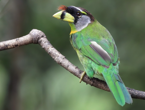 Fire-tufted Barbet, 火簇拟䴕, Psilopogon pyrolophus-gallery-24