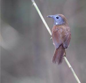 Chestnut-winged Babbler, 红翅穗鹛, Cyanoderma erythropterum-gallery-26