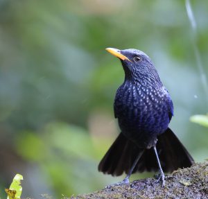 Blue Whistling Thrush, 紫啸鸫, Myophonus caeruleus-gallery-11
