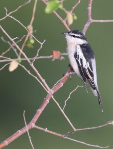 White-shouldered Triller, 白肩鸣鹃鵙, Lalage sueurii-gallery-32