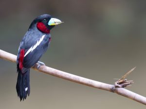 Black-and-Red Broadbill, 黑红阔嘴鸟, Cymbirhynchus macrorhynchos-gallery-18