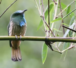 Blue-bearded Bee-eater, 蓝须夜蜂虎, Nyctyornis athertoni-gallery-42