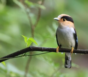 Silver-breasted Broadbilll, 银胸丝冠鸟, Serilophus lunatus-gallery-17